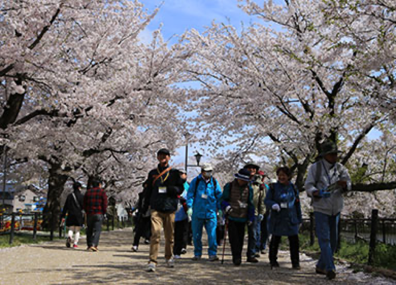 21年の臥竜公園さくらまつりの見頃はいつ 口コミを紹介 ながのwebタウン情報