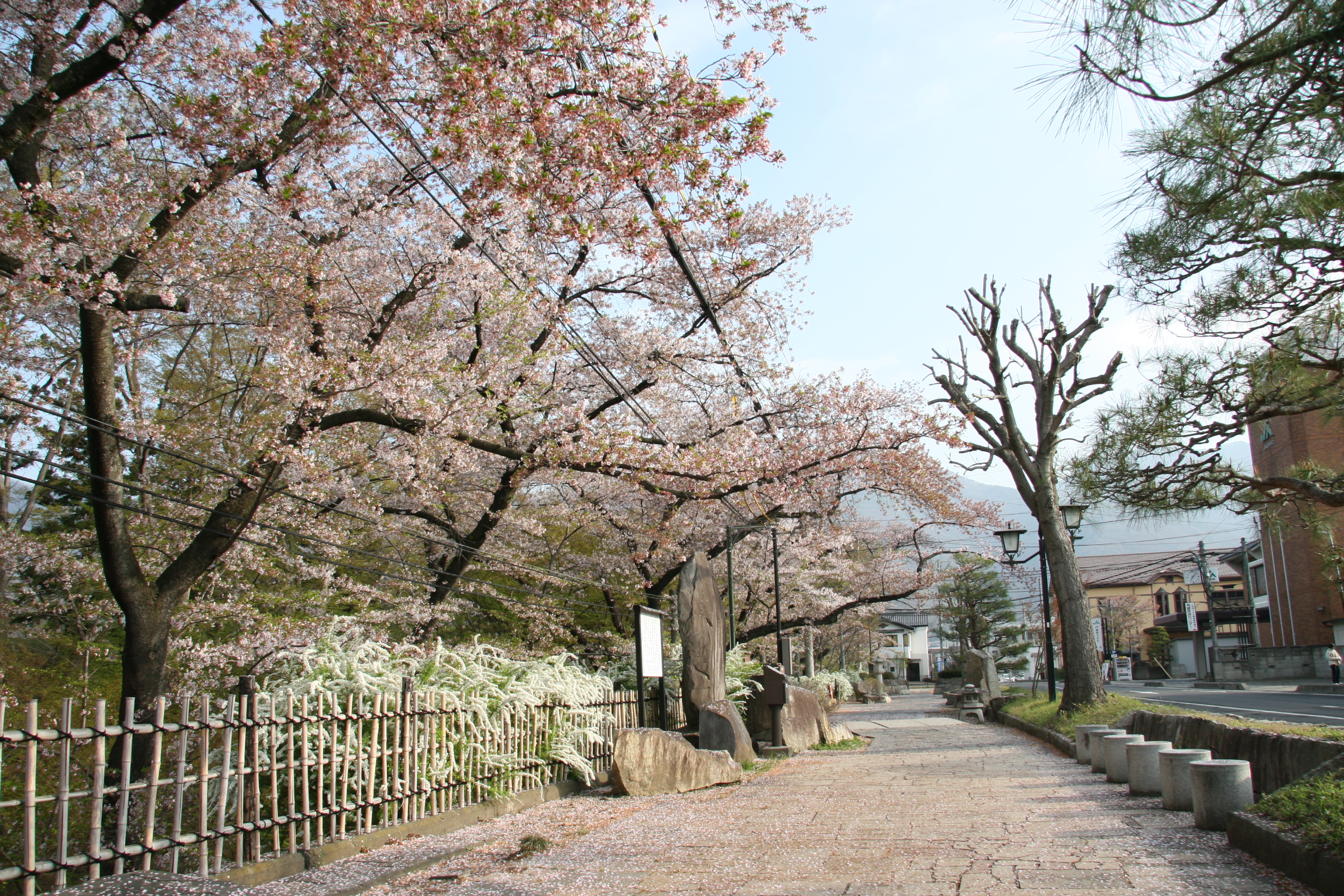 上田城跡公園の桜情報 開花や見頃はいつ ライトアップはされる ながのwebタウン情報