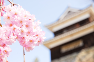 21上田城跡公園の桜の開花状況と見頃 桜の本数や種類は ながのwebタウン情報