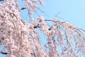 21年の光前寺のしだれ桜の開花状況と見頃はいつ ながのwebタウン情報