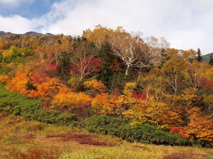 長野県美ヶ原でしか見られない絶景の紅葉スポット5選 ながのwebタウン情報