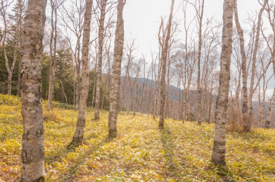 長野県美ヶ原で見られる絶景紅葉スポット5選 ながのwebタウン情報