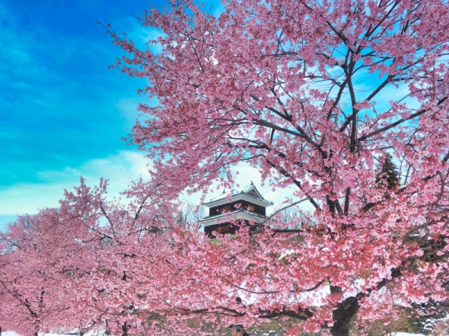 お城と満開の桜