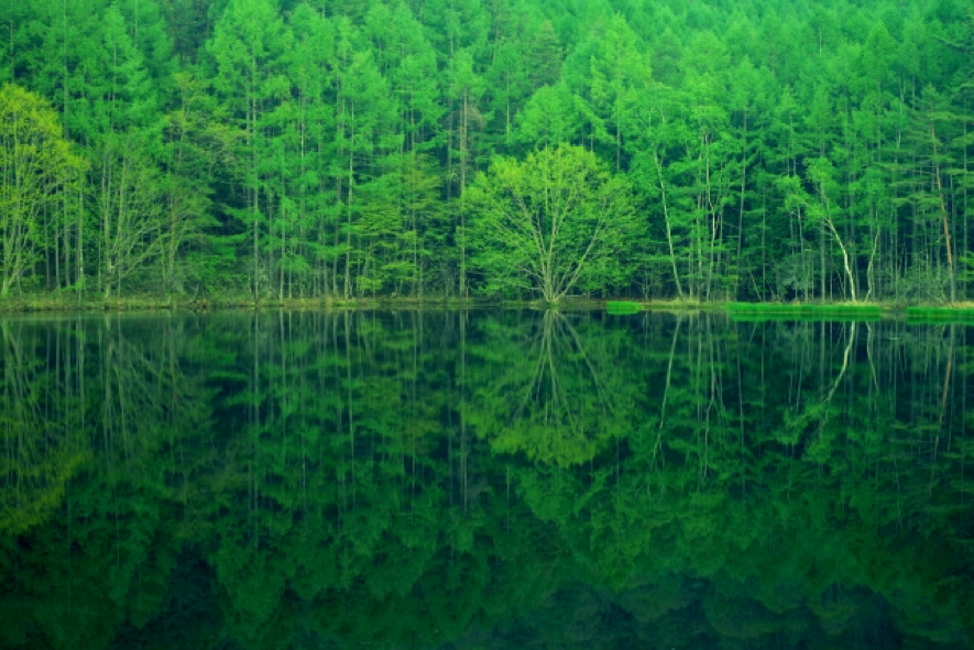 湖に映る木々