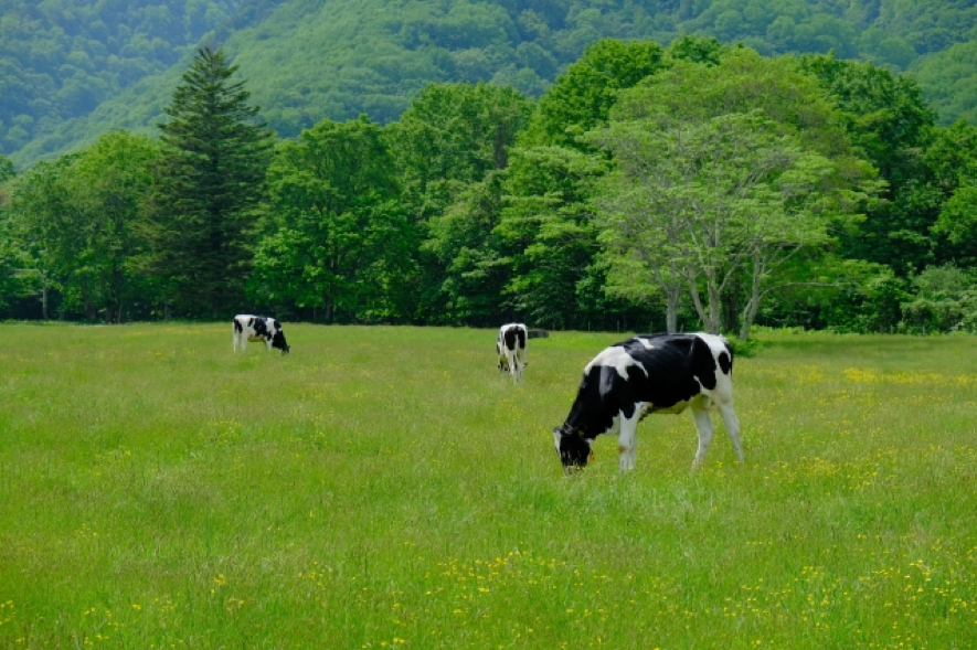 草原で草を食べている牛