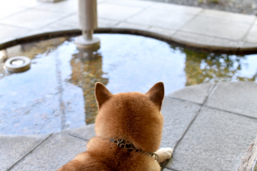 犬と温泉