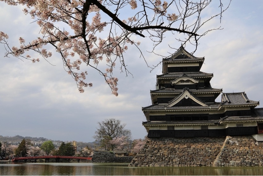 松本城と桜の木