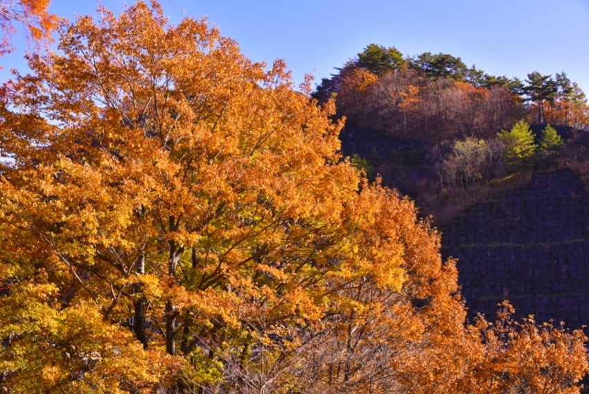 紅葉