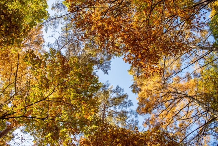 絶景の紅葉