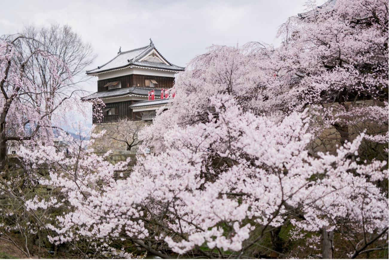 上田城跡公園 桜